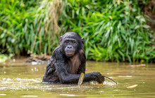 Bonobo In The Water. The Bonobo ( Pan Paniscus), Called The Pygmy Chimpanzee. Democratic Republic Of Congo. Africa