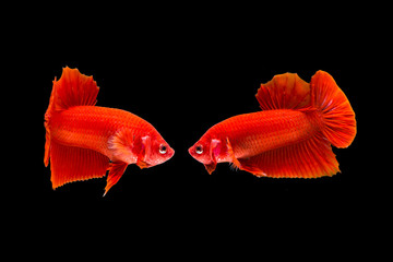 Wall Mural - Isolate red fighting fish on black background.