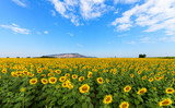Fototapeta Kwiaty - Beautiful sunflower  field on summer with blue sky