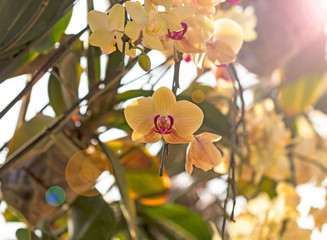 Sticker - Orchids