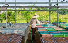 Man Working In Organic Farm In Chiang Mai, Thailand 