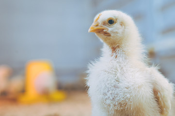 little small broiler poultry white chick bird