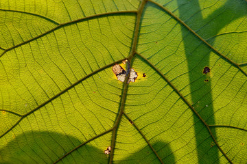 close up of leaf surface in autumn season