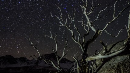 Wall Mural - Time Lapse of the stars moving across the night sky. Shot with a motorized Dolly, so the camera moves past a dead tree during the time lapse.