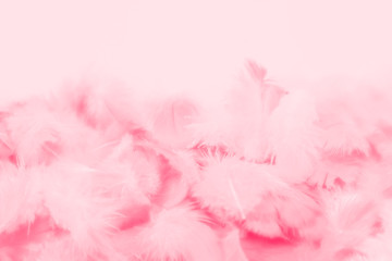 Beautiful abstract colorful white and pink feathers on white background and soft white red feather texture on pink pattern, pink background