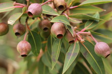 Large Bunches Of Brown Lush Native Australian Gumnuts And Leaves On A Gum Tree In A Garden On A Hot Summer Day, Australia