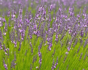 Wall Mural - field of lavender, closeup