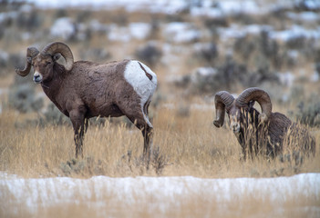 Canvas Print - Big Horn Ram at the Rut