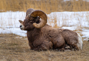 Canvas Print - Big Horn Ram at the Rut