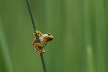 European green tree frog in the natural environment, close up, wildlife, nature, Hyla arborea