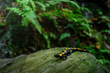 Fire Salamander In The Natural Environment, Close Up, Isolated, Silhouette, Wide Macro, Salamandra Salamandra