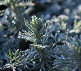 Sticker - snow covered branches