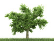 Tree and grass on white background (3d rendering)