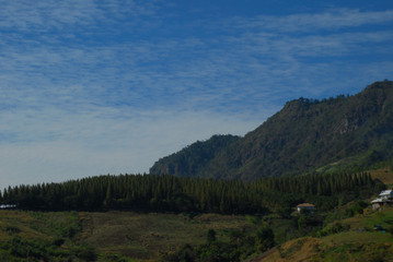 Pine trees in the forest with cloudy sky.