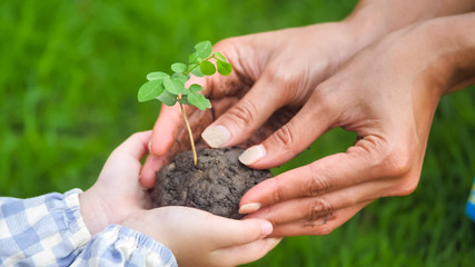 Female's hands giving young plant to girl's hands.