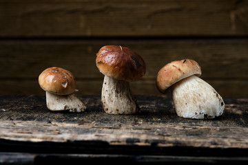 three fresh, wet porcini mushrooms stand on a dark background and a yellow background.