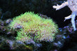 Green star polyp corals attatched to a rock