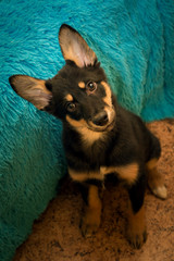 The puppy in the room by the bed looks up at the person. The puppy`s view is devotee. On the bed a fluffy blue veil.