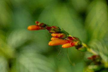 orange exotic flower