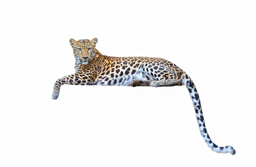 Wall Mural - leopard isolated on white background