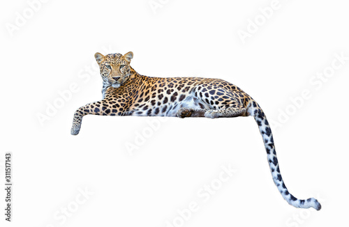 Cuadros en Lienzo leopard isolated on white background