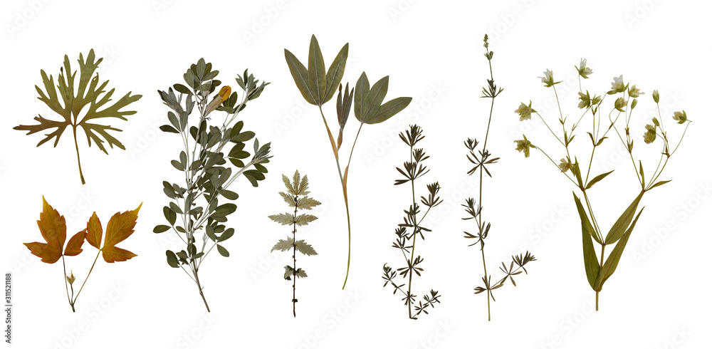 Dry pressed wild flowers and plants isolated on white background ...