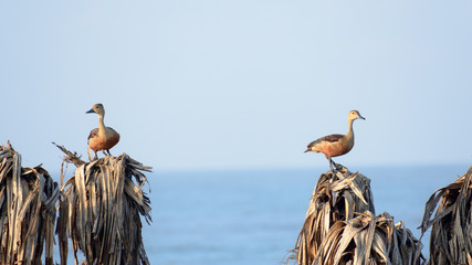 Wall Mural - Two Lesser Indian whistling duck (Dendrocygna javanica), a tree nesting wetland water bird with brown long neck and dark gray bill legs spotted sitting on dry leaves. Thattekad Bird Sanctuary Kerala