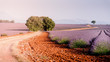 Provence, Southern France. Lavender field in bloom. Valensole