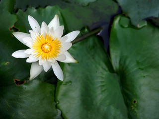 High angle view of water lily flower in a pond in the morning against the green leaves background