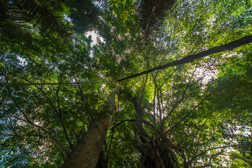 Wall Mural - Kathu Waterfall, Phuket, Thailand. A forest path in a beautiful, abundant waterfall.