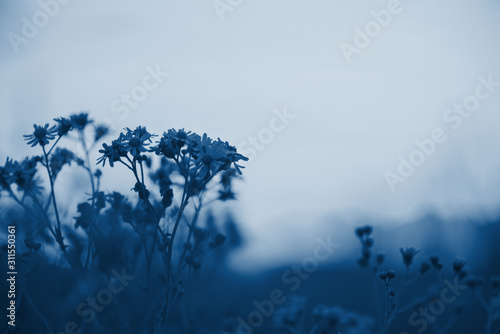 yellow-wildflowers-on-a-background-of-pink-sunset-sky-classic-blue-pantone-color-the-year-2020