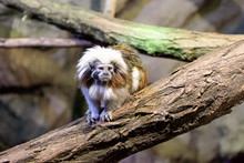 Pygmy Marmoset Or Dwarf Monkey, Small Monkey On The Tree.