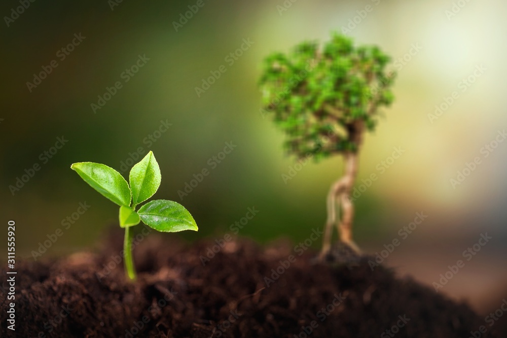 Green young plant in soil, new life concept - obrazy, fototapety, plakaty 