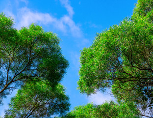 Wall Mural - blue sky and green trees.