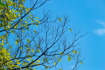 Wall Mural - blue sky and green trees.