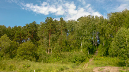 Wall Mural - A view from below of a green forest with undergrowth on a hill and a stone staircase in the middle