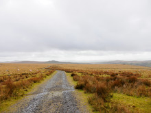 Wide Angle View Of A Dirt Road Along The Grassy Moors With Grazing Sheep On A Cloudy Day. Dartmoor, Devon, United Kingdom. Travel And Nature.