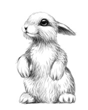 Rabbit. Sketch, Artistic, Graphic Image Of A Rabbit On A White Background. Wall Sticker.