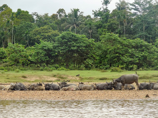 Poster - around Taman Negara in Malaysia