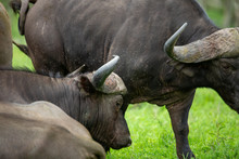 Cape Buffalo Breeding Herd With Some Large Dagga Boy Bulls.