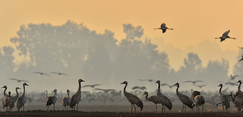 Wall Mural - cranes in a field foraging. common crane, grus grus, big bird in the natural habitat. feeding of the
