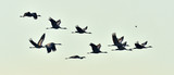 Fototapeta Zwierzęta - Birds in flight. A silhouettes of cranes in flight. Flock of cranes flies at sunrise. Foggy morning, Sunrise sky  background. Common Crane, Grus grus or Grus Communis, big bird in the natural habitat.