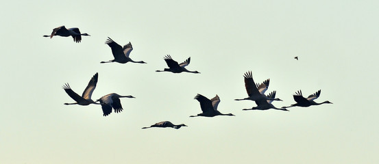birds in flight. a silhouettes of cranes in flight. flock of cranes flies at sunrise. foggy morning,