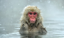 Snow Monkey In Natural Hot Spring. The Japanese Macaque ( Scientific Name: Macaca Fuscata), Also Known As The Snow Monkey.