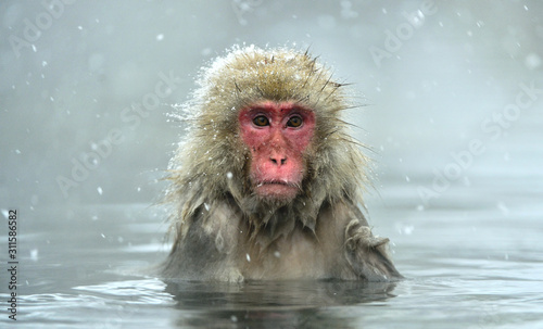 Fotografía Snow monkey in natural hot spring