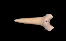 Sharkk Tooth Shark Tooth Free Stock Photo - Public Domain Pictures
