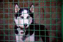 Closeup Of A Husky Dog Looking Through The Bars Of A Cage. Lonely Dog In The Cage In Animal Shelter
