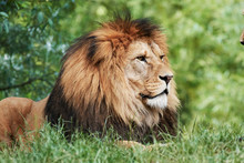 Portrait Of South African Lion (Panthera Leo Krugeri) Relaxing In A Meadow At ZOO
