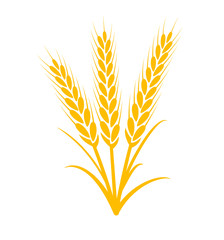 Wheat vector plant grain icon illustration. Wheat field harvest design agriculture