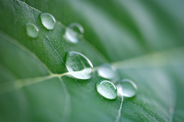 Poster - Large beautiful drops of transparent rain water on a green leaf macro. Drops of dew in the morning glow in the sun. Beautiful leaf texture in nature. Natural background